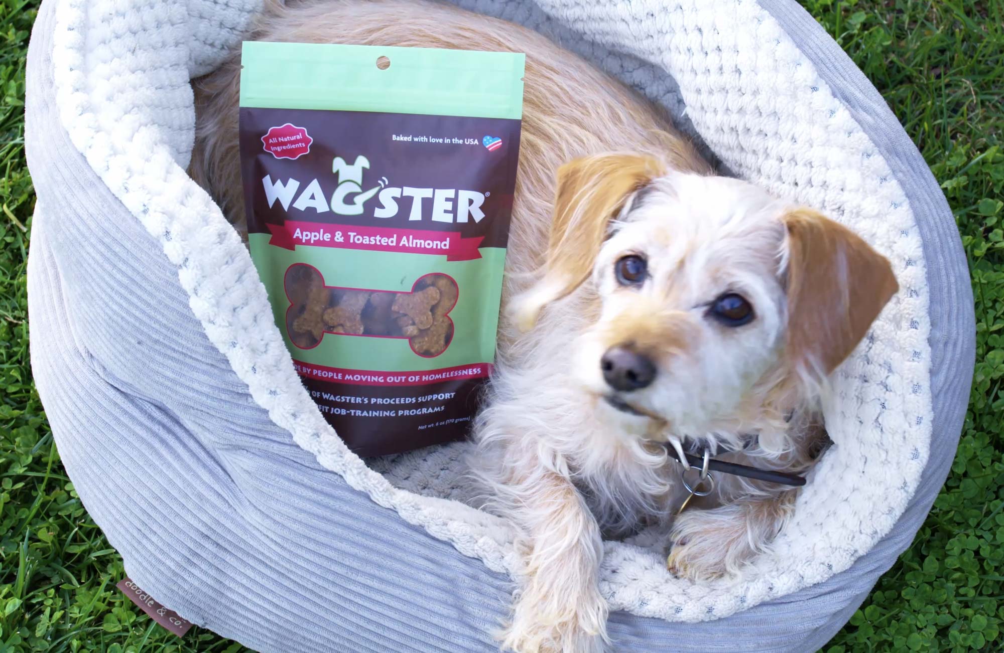 Dog-with-Wagster-Treats.jpg